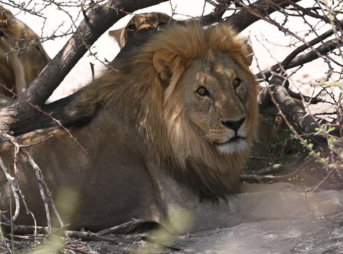 Souvenir du voyage de Max, Namibie