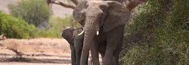 Souvenir du voyage de Max, Namibie