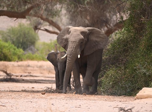 Souvenir du voyage de Max, Namibie