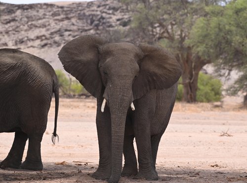 Souvenir du voyage de Max, Namibie