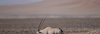 Souvenir du voyage de Max, Namibie