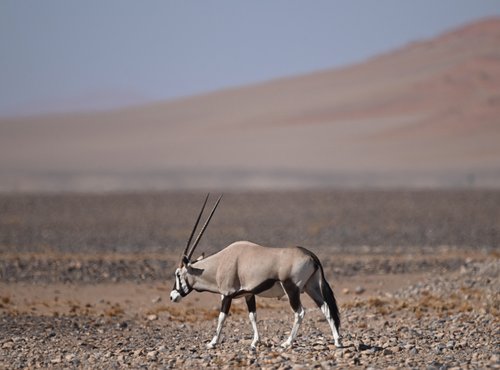 Souvenir du voyage de Max, Namibie