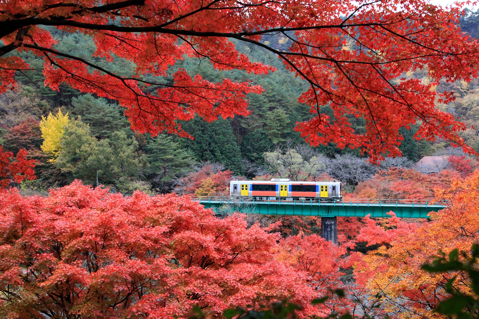 De belles feuilles d'érable (momiji) avec un train courant au parc Yamatsuriyama dans la préfecture de Fukushima, Japon