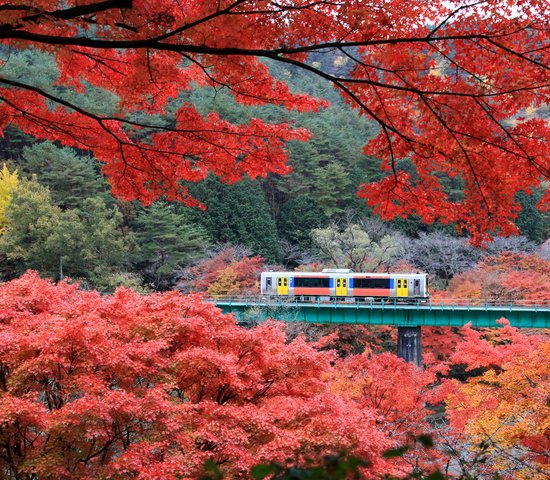 De belles feuilles d'érable (momiji) avec un train courant au parc Yamatsuriyama dans la préfecture de Fukushima, Japon