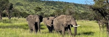 Souvenir du voyage de Ines, Tanzanie