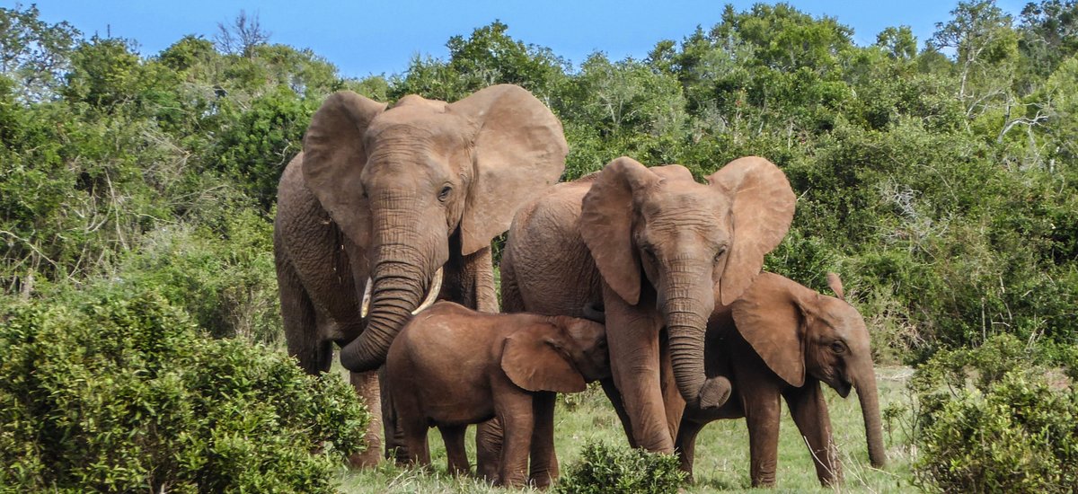 Elephants, Safari Afrique du Sud