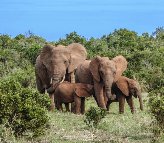 Elephants, Safari Afrique du Sud