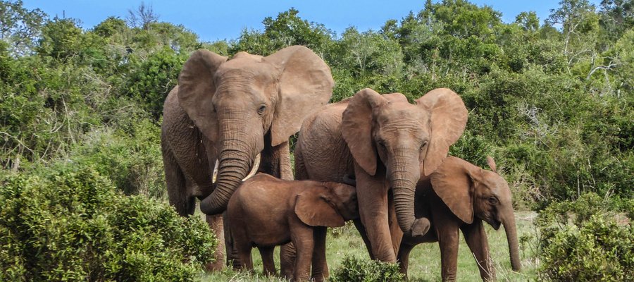 Elephants, Safari Afrique du Sud