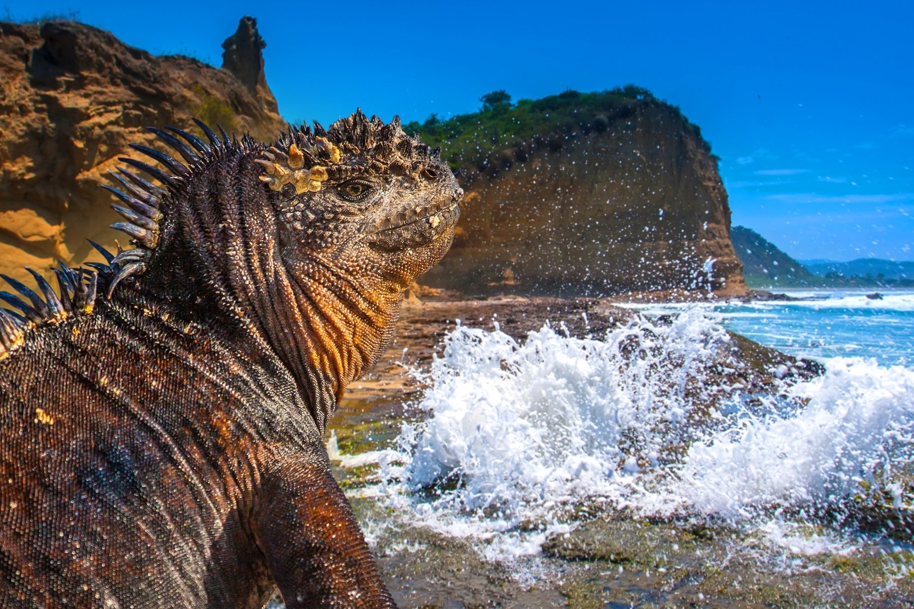 Iguane aux Galapagos en Equateur