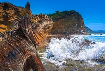 Iguane aux Galapagos en Equateur