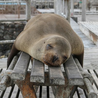 Phoque au Galapagos en Equateur
