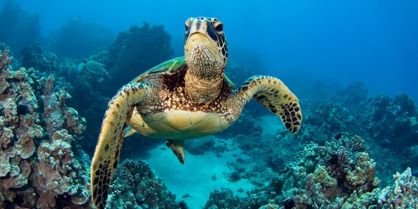 Equateur Galapagos tortue