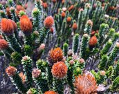 fleurs a Pichincha en Equateur