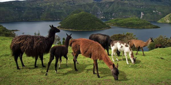 Equateur lagune Cuicocha alpagas