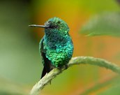 Oiseau a Mindo en Equateur