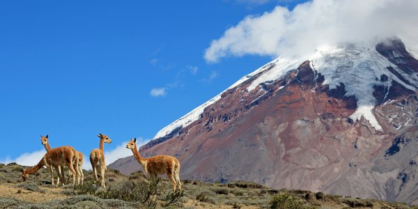 Equateur vigognes volcan Chimborazo