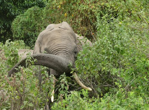 Souvenir du voyage de Arnaud, Tanzanie