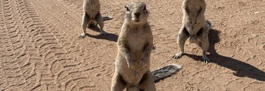 Souvenir du voyage de Fabien, Namibie