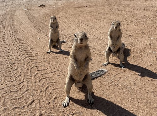 Souvenir du voyage de Fabien, Namibie