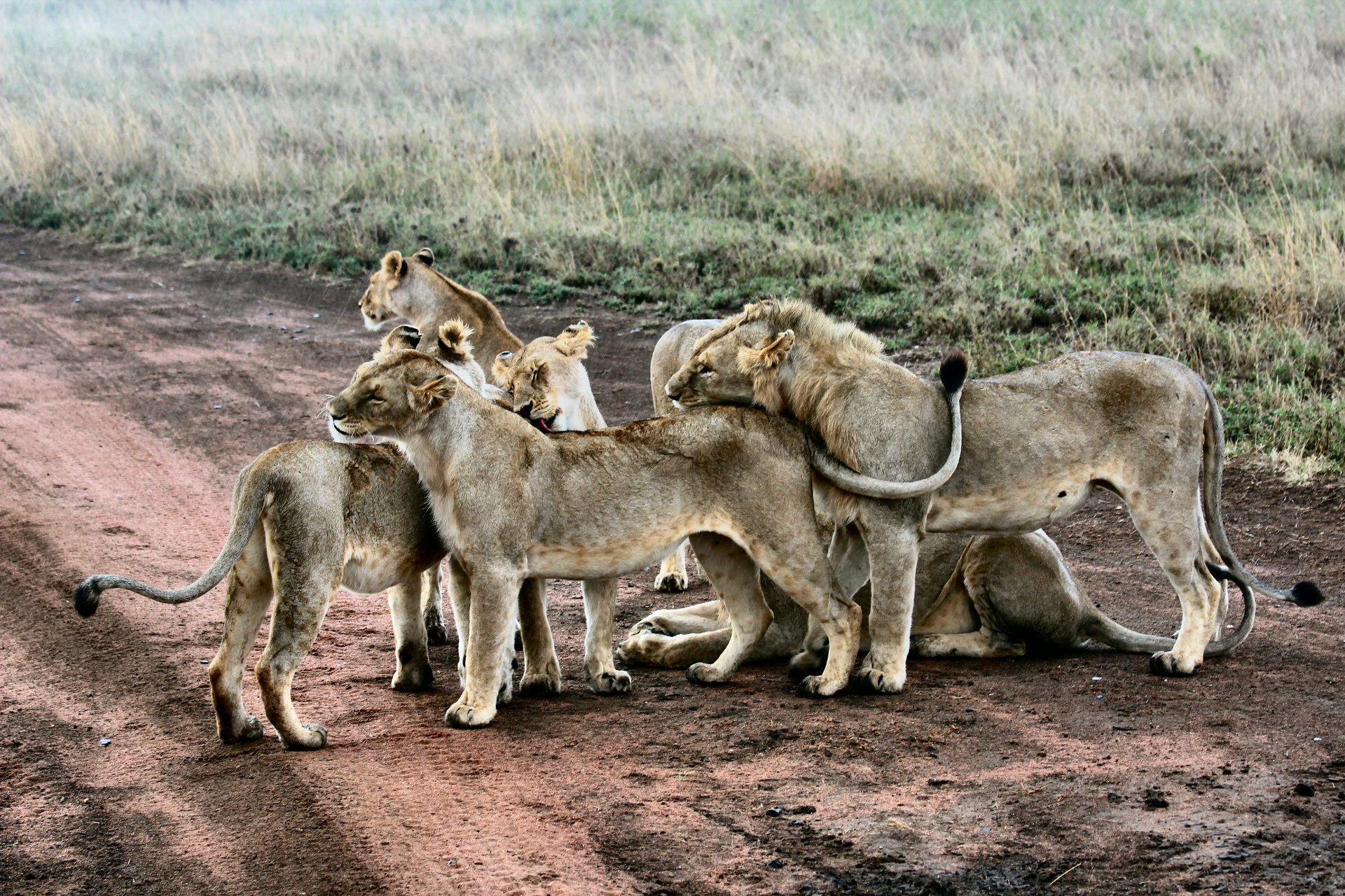 Famille de lionceaux Serengeti National Park, Tanzania