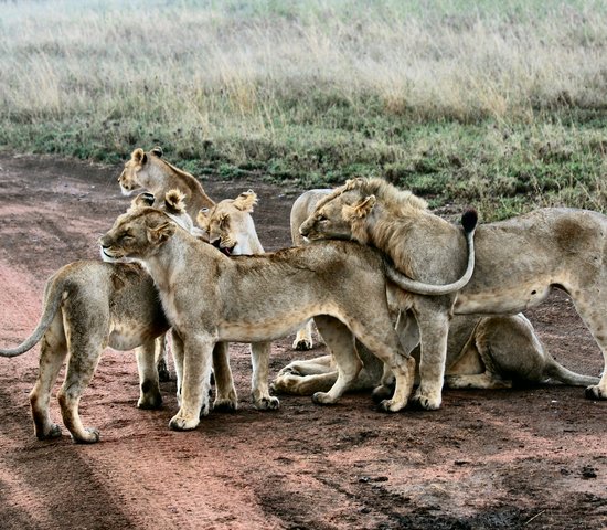 Famille de lionceaux Serengeti National Park, Tanzania