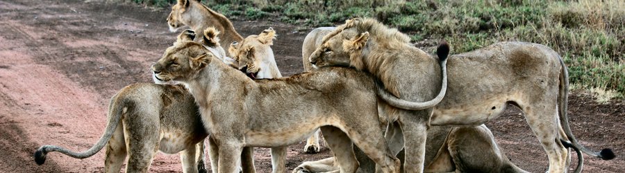 Famille de lionceaux Serengeti National Park, Tanzania