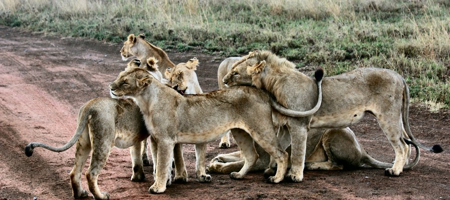 Famille de lionceaux Serengeti National Park, Tanzania