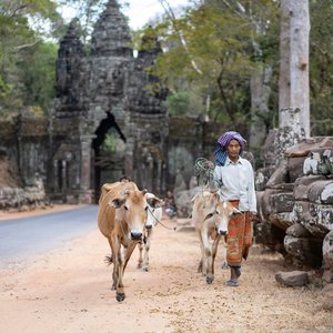 Femme cambodgienne avec une vache, Angkor Thom, Siem Reap, Cambodge