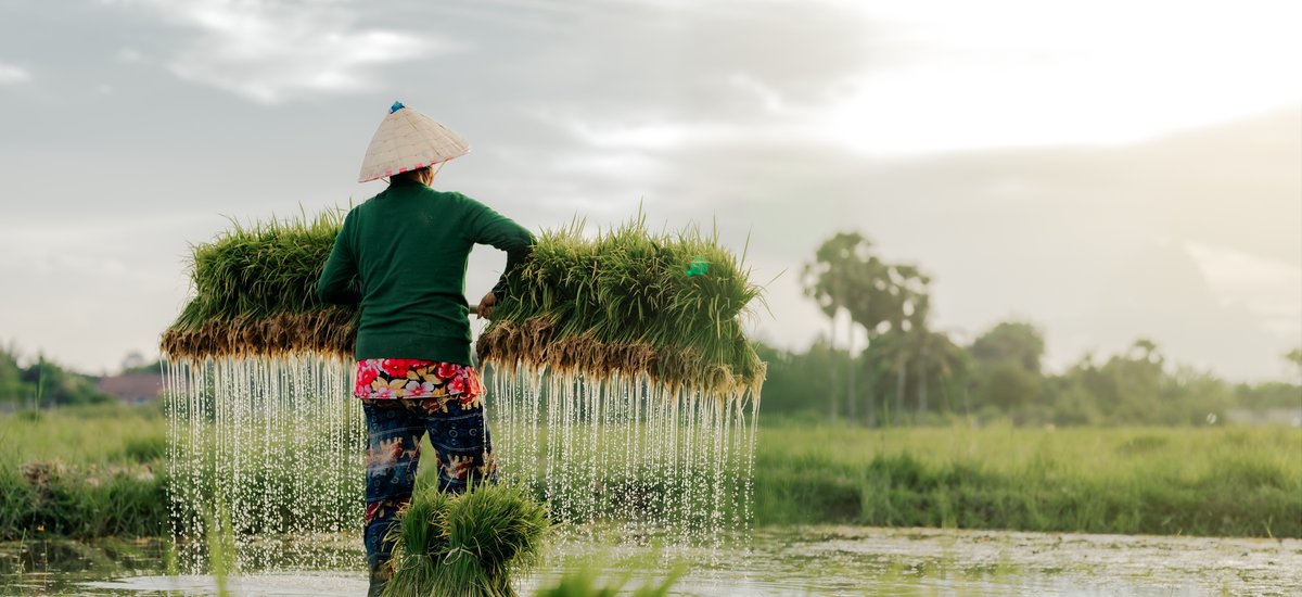Fermier récoltant du riz au Laos