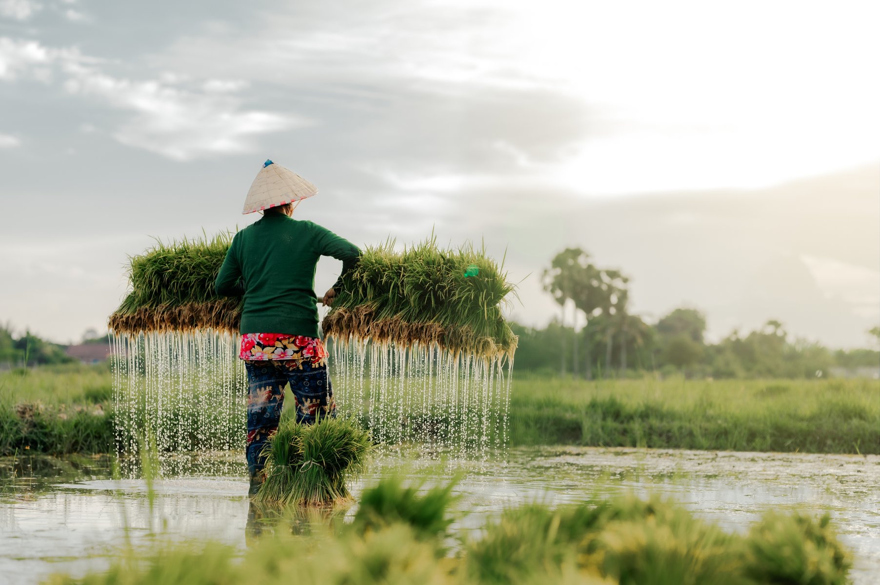 Fermier récoltant du riz au Laos