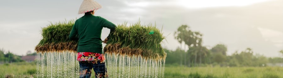 Fermier récoltant du riz au Laos