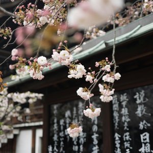 Fleur de cerisier, Osaka, Japon