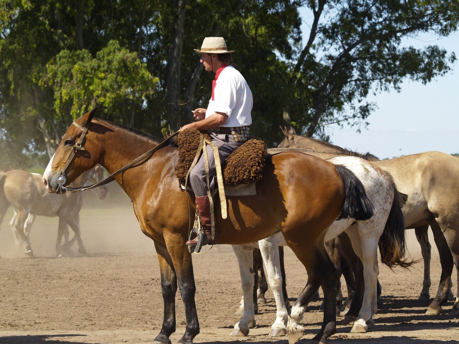 Gauchos sur un cheval, Argentine