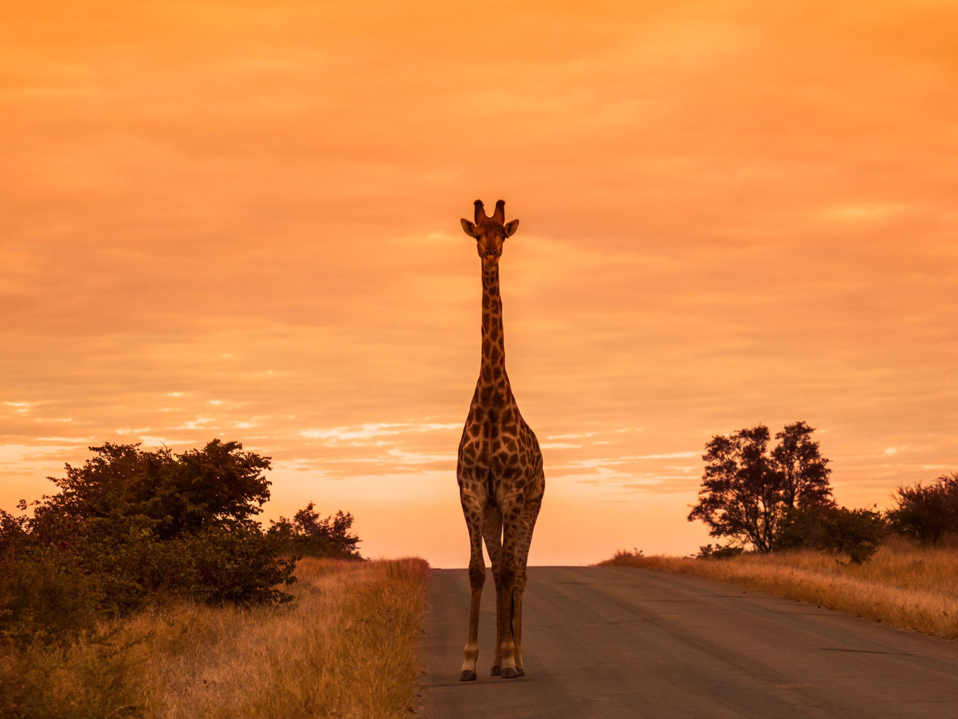 Girafe dans le parc national de Kruger, Afrique du Sud