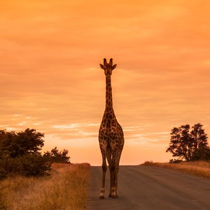 Girafe dans le parc national de Kruger, Afrique du Sud