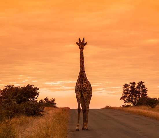 Girafe dans le parc national de Kruger, Afrique du Sud