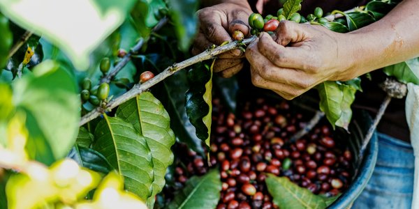 Cultivateur de cafe a San Marcos au Guatemala