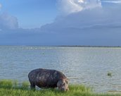 Hippopotame à Amboseli au Kenya