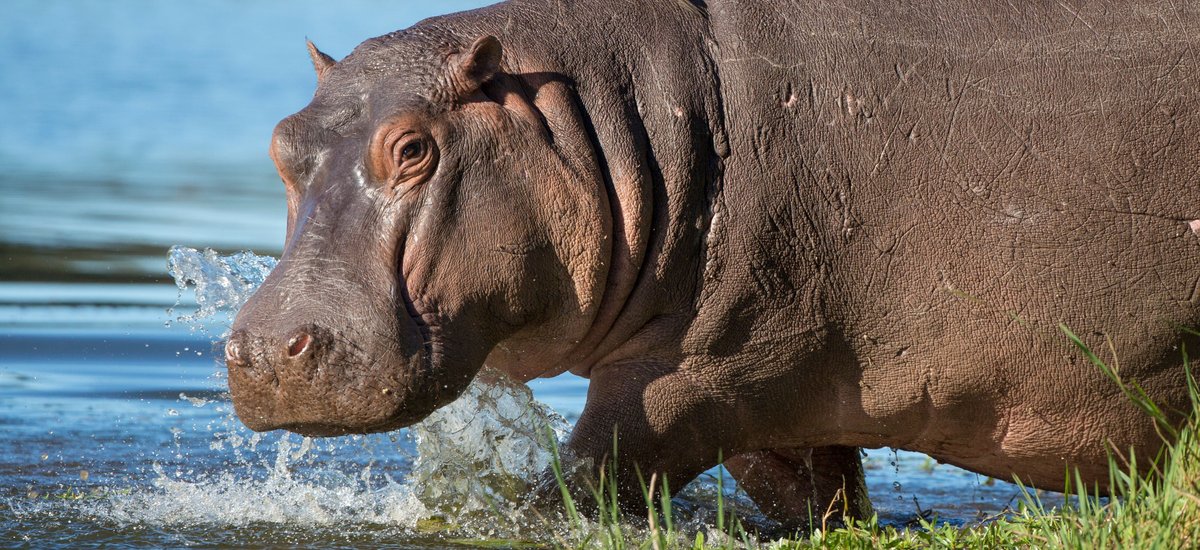 Hippopotames, Afrique du Sud