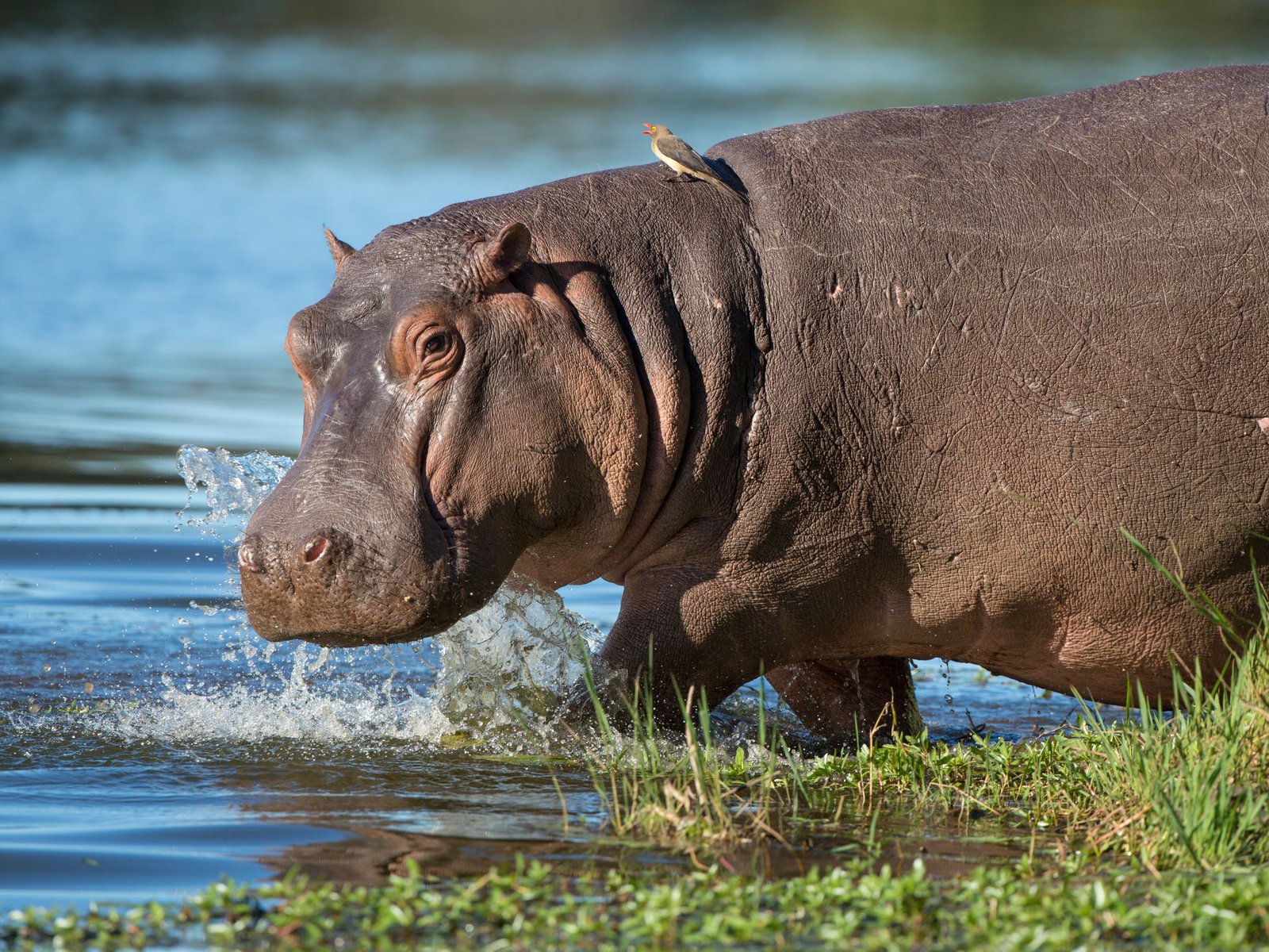 Hippopotames, Afrique du Sud