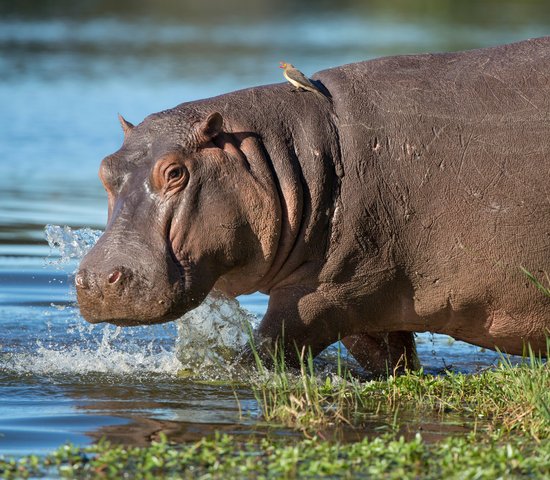 Hippopotames, Afrique du Sud