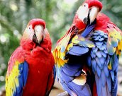 Perroquets a Copan au Honduras