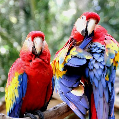 Perroquets a Copan au Honduras