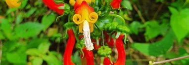 Souvenir du voyage de Sylvie, Costa Rica