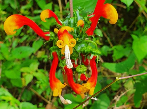 Souvenir du voyage de Sylvie, Costa Rica