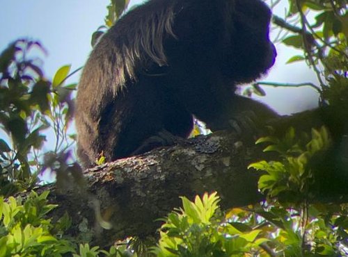 Souvenir du voyage de Sylvie, Costa Rica