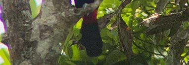 Souvenir du voyage de Sylvie, Costa Rica