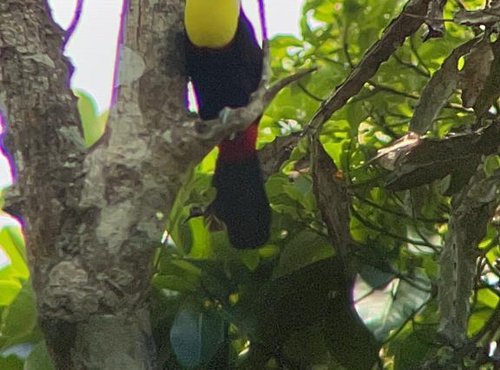 Souvenir du voyage de Sylvie, Costa Rica