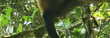 Souvenir du voyage de Sylvie, Costa Rica