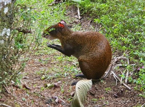 Souvenir du voyage de Sylvie, Costa Rica